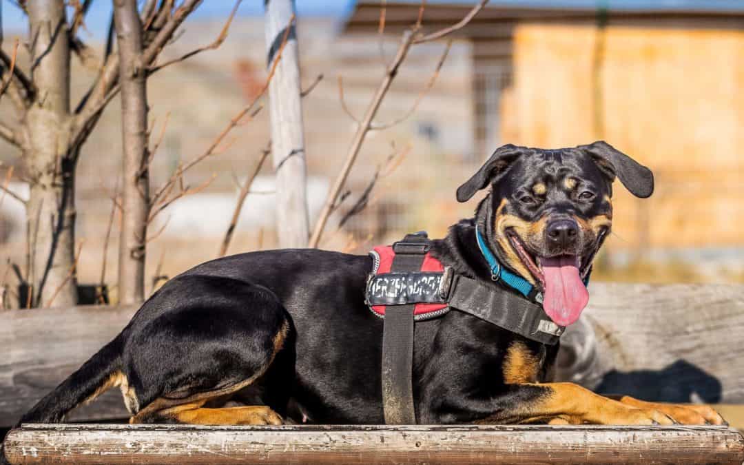 Kostenlose Registrierung von Hunden und Katzen aus dem TierQuarTier Wien