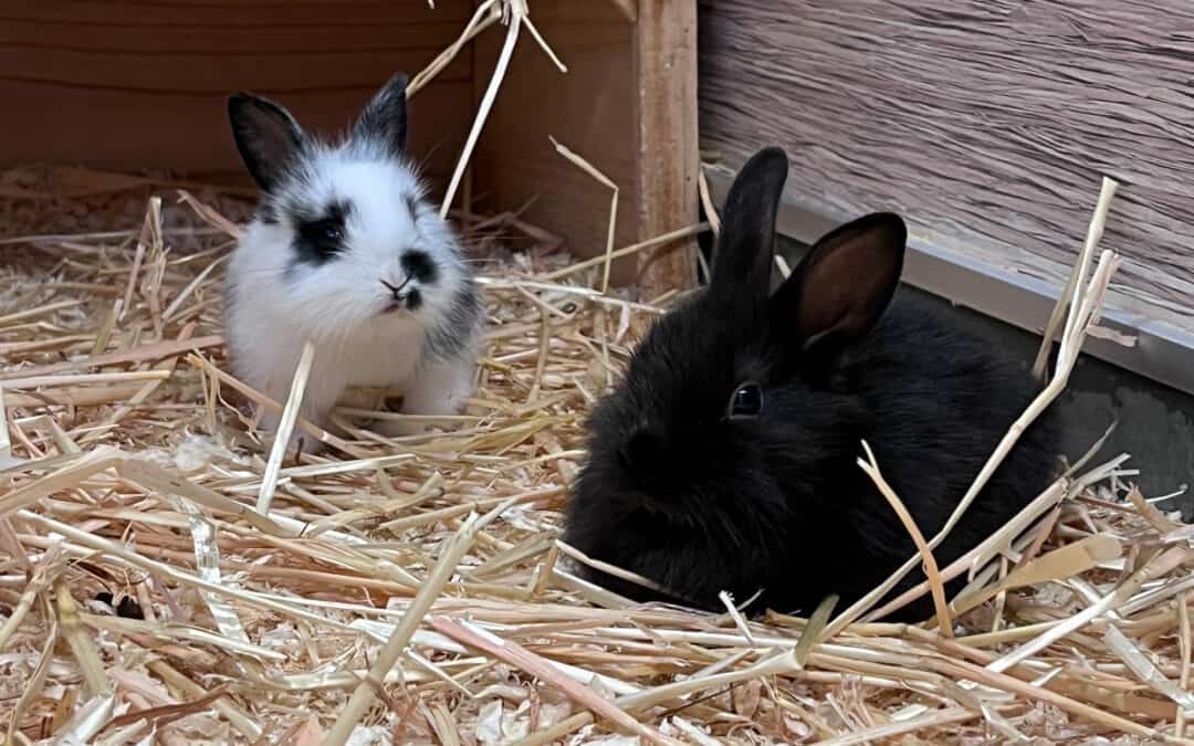 Kaninchenfamilie in Karton gepfercht und ausgesetzt