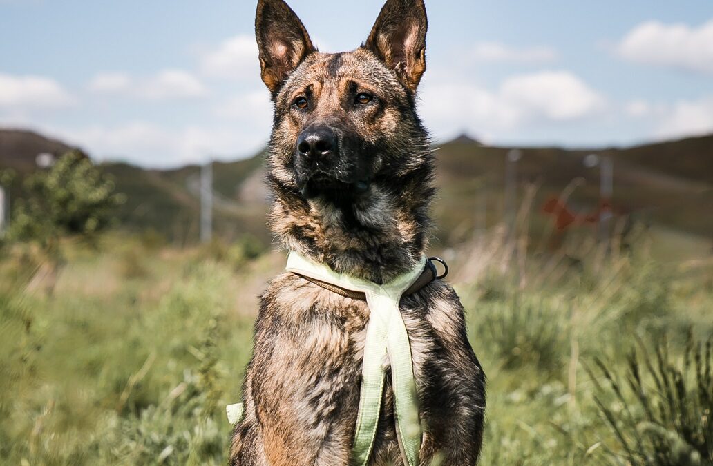 Stadt Wien bietet „Gratis-Registrieren“ von Hunden an